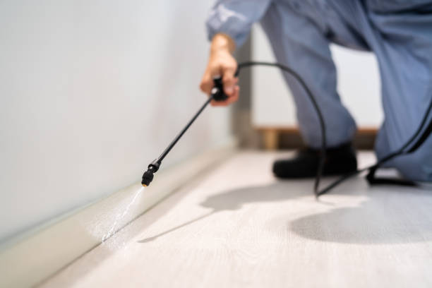 Licensed Wasp Removal service in Smithers, WV - Show Me Pest Control